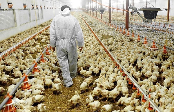 Revine PSIHOZA Gripei Aviare - "O pandemie animală zoonotică globală"